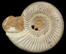 Perisphinctes Ammonite - Jurassic #46891-1